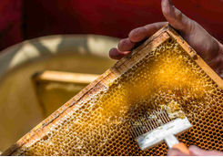 Beekeeper uncapping honeycomb