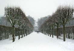tree alley under snow