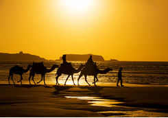 Camels on the beach in Essaouira