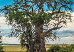 baobab