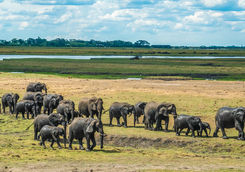 linyanti elephants