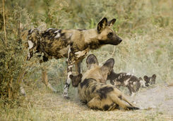 okavango wild dogs
