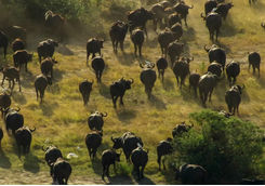 buffalo herd