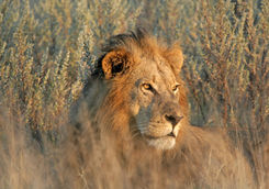 lion