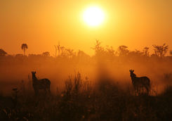 zebras sunrise