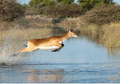 antelope jumping