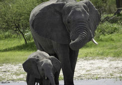 baby elephant and mother