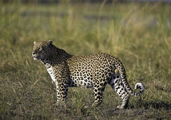 leopard