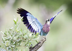 lilac breasted roller