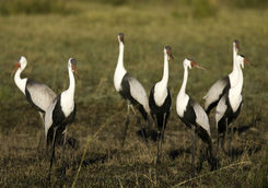 cranes