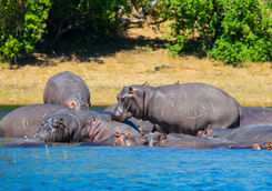 hippos river