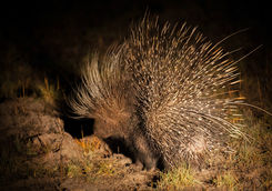 porcupine