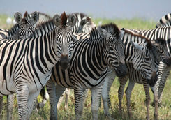 zebra herd