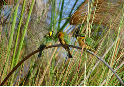 birds reeds