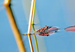reed frog