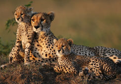cheetah family