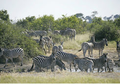 zebras waterhole