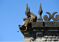 macaques shimla