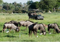 Chitabe jeep and buffalos
