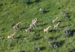 Giraffe aerial in Chitabe
