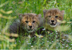 Chitabe cheetah cubs