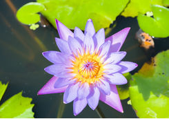 purple water lily