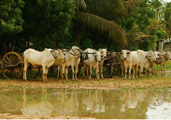 ox carts