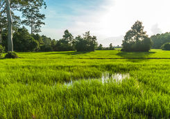 siem reap rice paddy