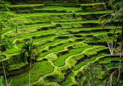 rice terraces