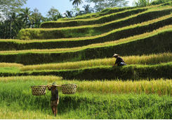 farmers rice terraces