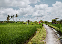 rice paddies road