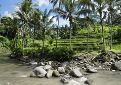 rice terraces river