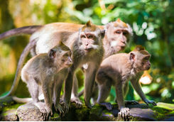 monkey forest