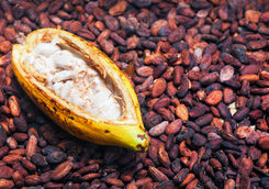 cocoa beans