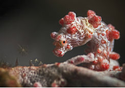pygmy seahorse