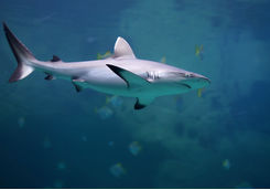 reef shark