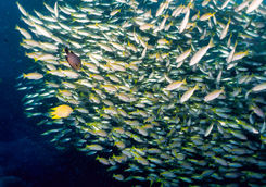 snapper school