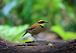 javan banded pitta