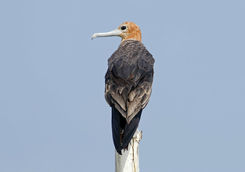 lesser frigatebird
