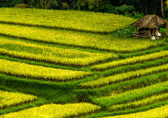 jatiluwih rice fields