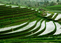 jatiluwih terraces