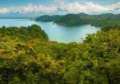 pacific coast tropical rainforest