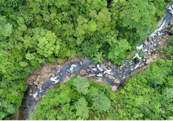 river running through rainforest