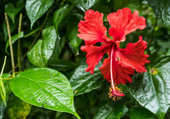 flower costa rica