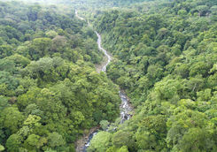 rainforest with river