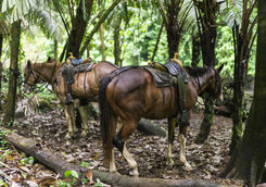 relaxing horses after riding