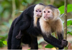 capuchin monkeys
