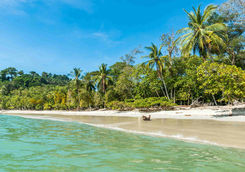 jungle fringed beach