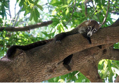 white nose coati