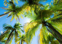 palms against the sky